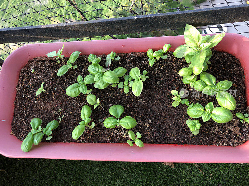 室外天井图像，红色塑料植物槽内栽满罗勒(Ocimum basilicum)幼苗，高架观景